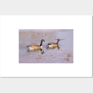 Canada Geese in Winter Posters and Art